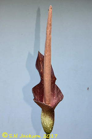 Amorphophallus Dactylifer - Unique Plants