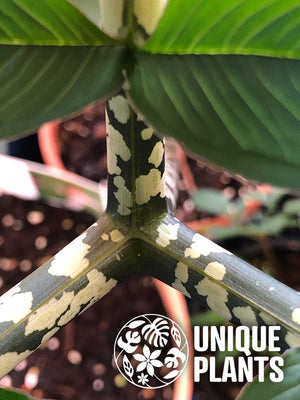Amorphophallus Dunnii X Yunnanensis - Unique Plants