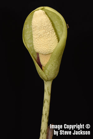 Amorphophallus Dunnii - Unique Plants
