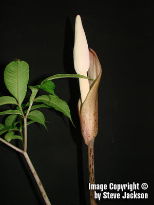 Amorphophallus Excentricus - Unique Plants