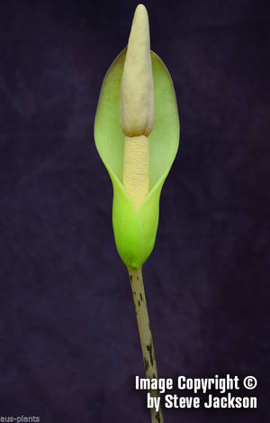Amorphophallus Excentricus x A. Krausei - Unique Plants