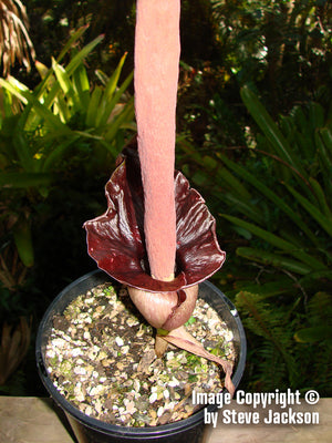Amorphophallus Henryi - Unique Plants