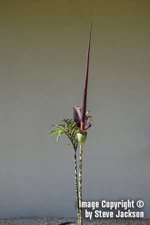 Amorphophallus Laoticus - Unique Plants