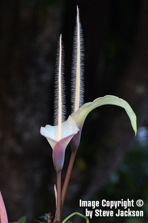 Amorphophallus Natolii - Unique Plants