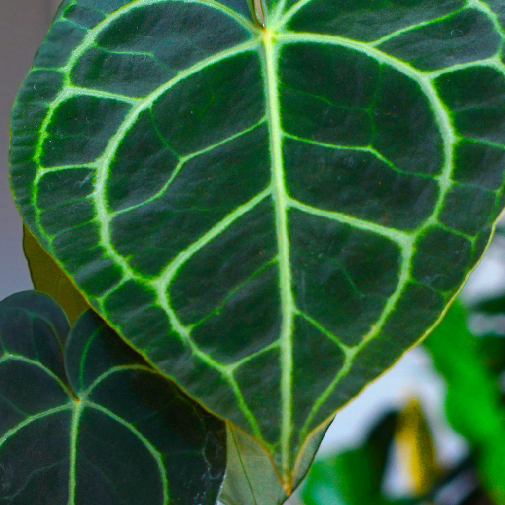 Anthurium Species