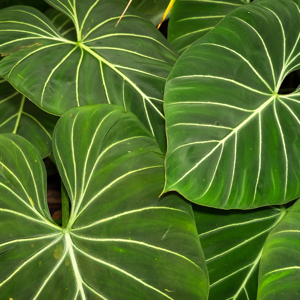 Philodendron Plants