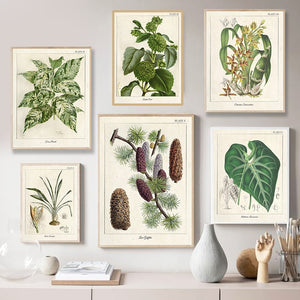 Botanical Flower Canvasses - Anthurium, Philodendrons and more